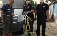 Manisa’da evde yılan paniği