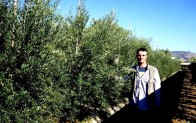 Bodur zeytin umut oldu