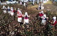 Adana’da renkli pamuk hasadı