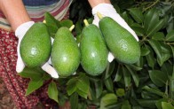 Avokado yağı için AR-GE çalışması