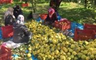 Kahramanmaraş’ta ayva hasadı