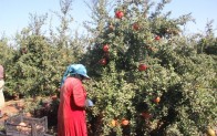 Kilis’te nar hasadında sona gelindi