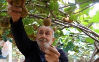 Ordu’da kivi hasadı başladı