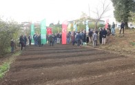 Salep artık Ünye’de de üretilecek
