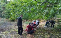 Simav’da kestane hasadı