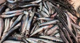 Karadeniz’de hamsi sürprizi