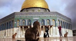 Mescid-i Aksa’nın bahçesinde takdir toplayan hareket