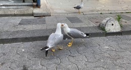 Martıların yemek kavgası
