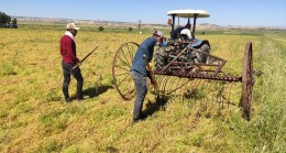 Mazıdağı’nda mercimek hasadı başladı