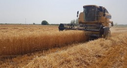 Osmaniye’de buğday hasadı başladı