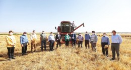 Gaziantep’te mercimek hasadı