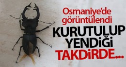 Nadir görülen geyik böceği Osmaniye’de ortaya çıktı