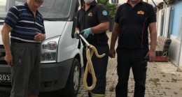 Manisa’da evde yılan paniği