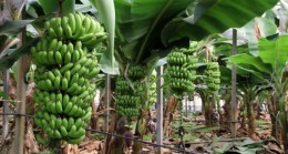 95 bin tonluk muz üretimi 6 kat artışla 550 bin tona ulaştı