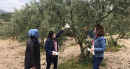Zeytin üreticilerine uyarı