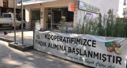 Kooperatif fındık alımına başlıyor