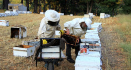 Çam balı üretiminde yüzde 35-40 kayıp