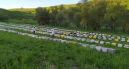 Mardin’de bal hasadı başladı