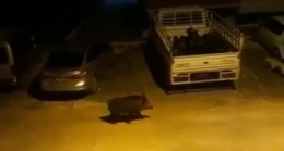 Aç kalan domuz şehir merkezine indi