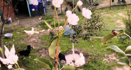 Armut ağacı kasımda çiçek açtı