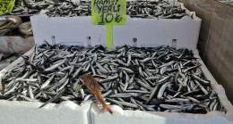 Bu hamsinin ‘Doğum yeri Rize’