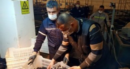 Erdek’te zeytin alımları sürüyor