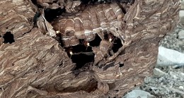 Eşek arıları dev yuva yaptı