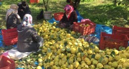Kahramanmaraş’ta ayva hasadı