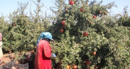 Kilis’te nar hasadında sona gelindi