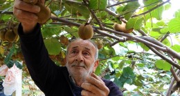 Ordu’da kivi hasadı başladı