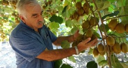 Ordu’da kivi hasadında son günler