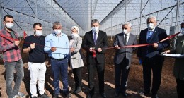 Osmaniye’de modern muz serası kuruldu