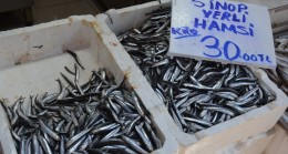 Sinop’ta yerli hamsi yüzünü gösterdi