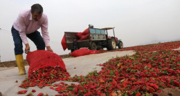 Son hasat biberler güneşe bırakılıyor