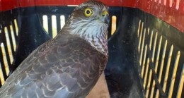 Yaralı Atmaca tedavi altına alındı