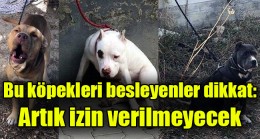 Bu köpekleri besleyenler dikkat: Artık izin verilmeyecek