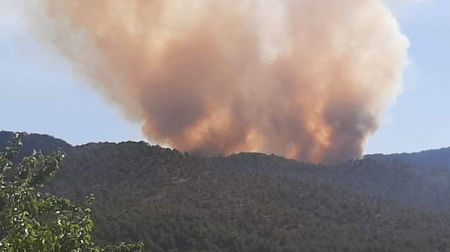 Başkentte ormanlık alanda yangın