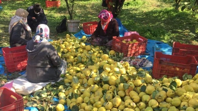 Kahramanmaraş’ta ayva hasadı