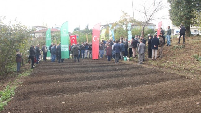 Salep artık Ünye’de de üretilecek
