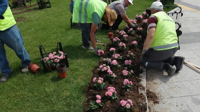 Düzce’de bahar çiçekleri dikimi devam ediyor