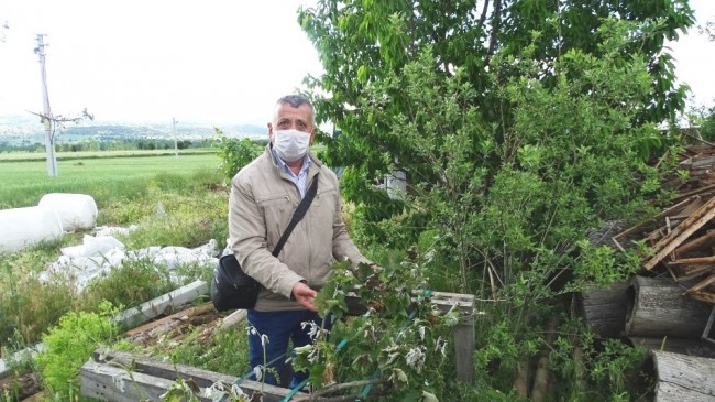 Hisarcık’ta don ürünlere zarar verdi