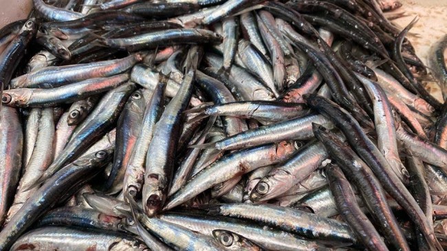 Karadeniz’de hamsi sürprizi