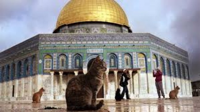 Mescid-i Aksa’nın bahçesinde takdir toplayan hareket