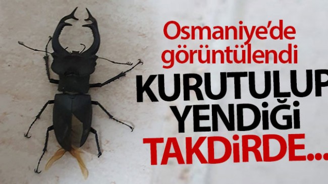 Nadir görülen geyik böceği Osmaniye’de ortaya çıktı