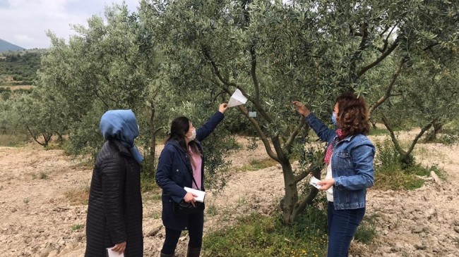 Zeytin üreticilerine uyarı