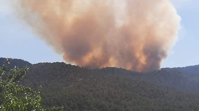 Başkentte ormanlık alanda yangın