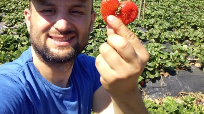 Bu çileğin sırrı “Sevgi” ile üretilmesi