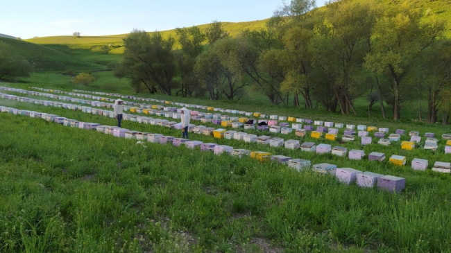 Mardin’de bal hasadı başladı