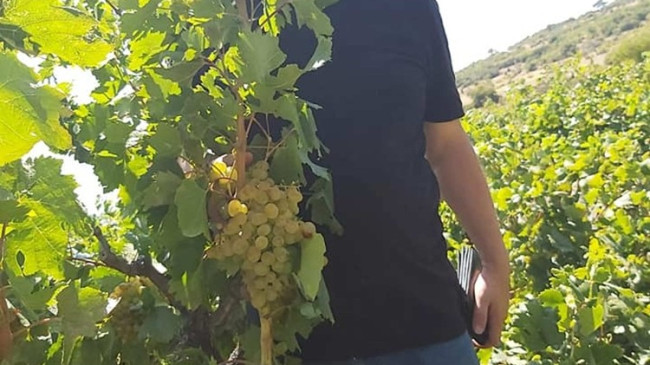 Üzümde 25 bin ton rekolte bekleniyor