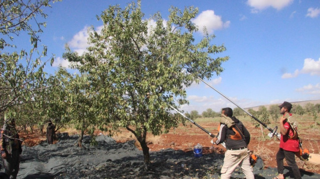 Badem hasadı sona erdi